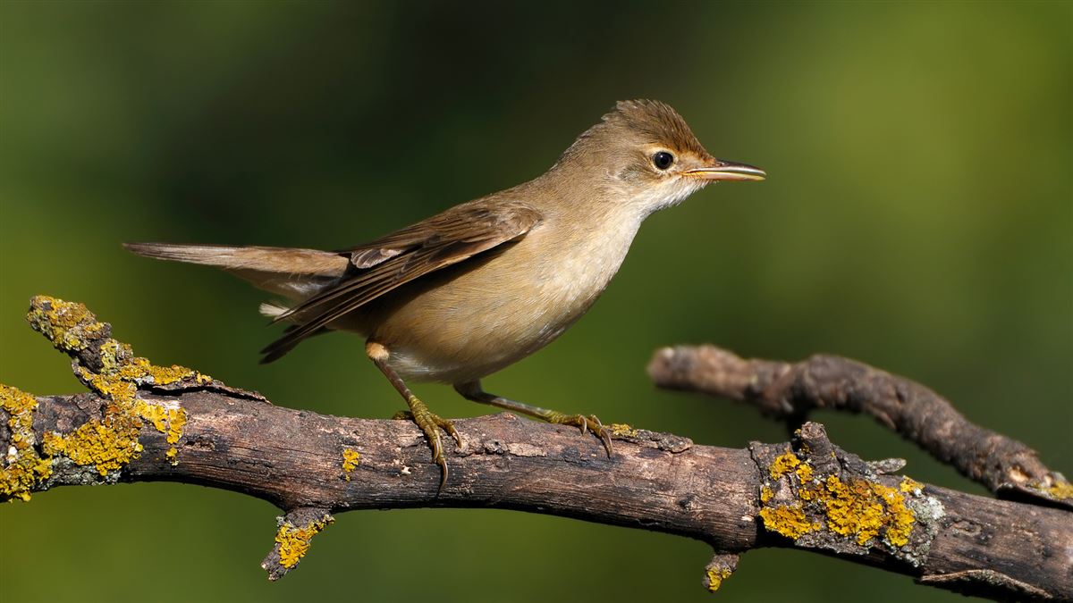 Marsh Warbler