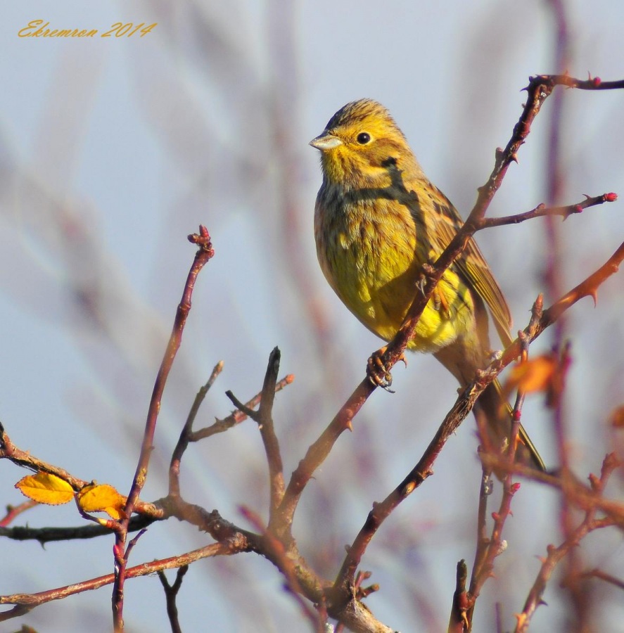 Yellowhammer