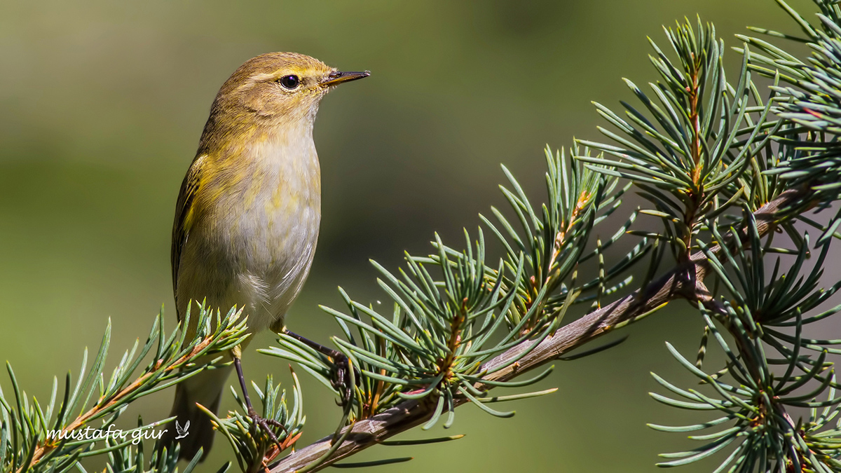 Willow Warbler