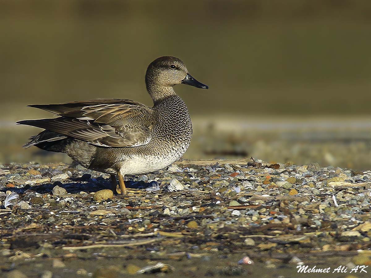 Gadwall