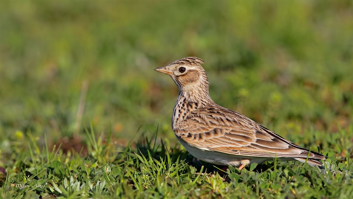 Eurasian Skylark