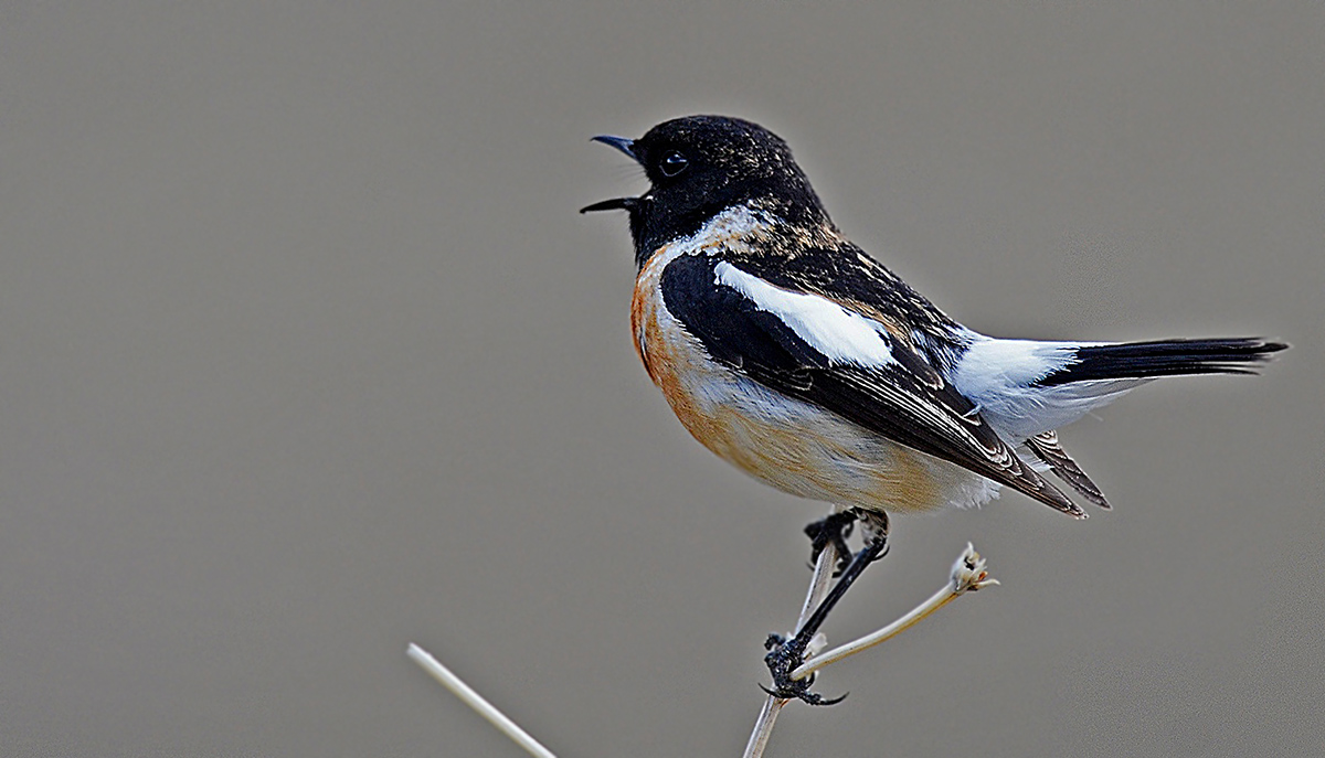 Siberian Stonechat