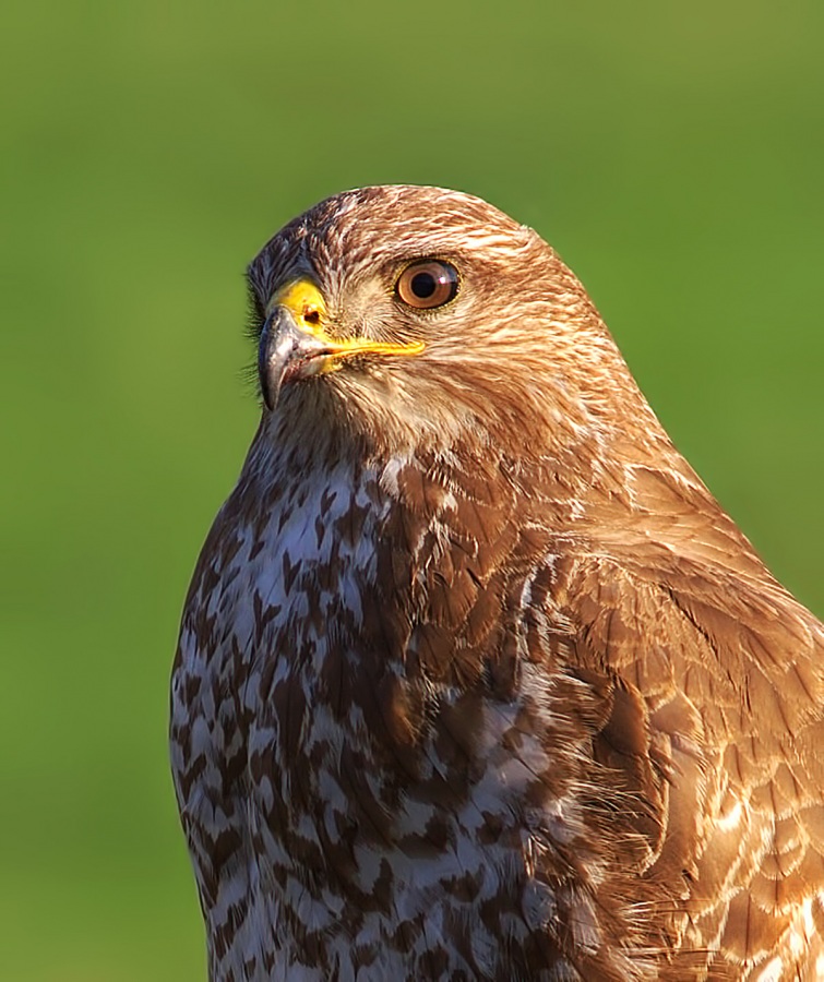 Common Buzzard