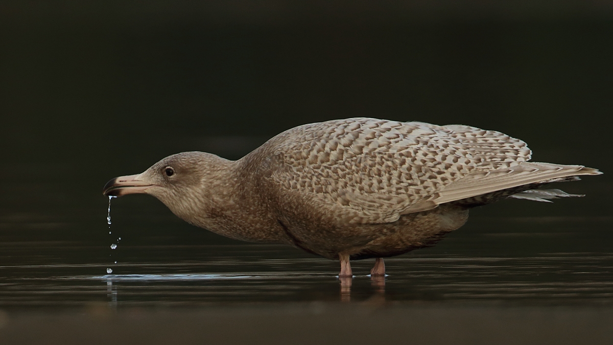 Glaucous Gull
