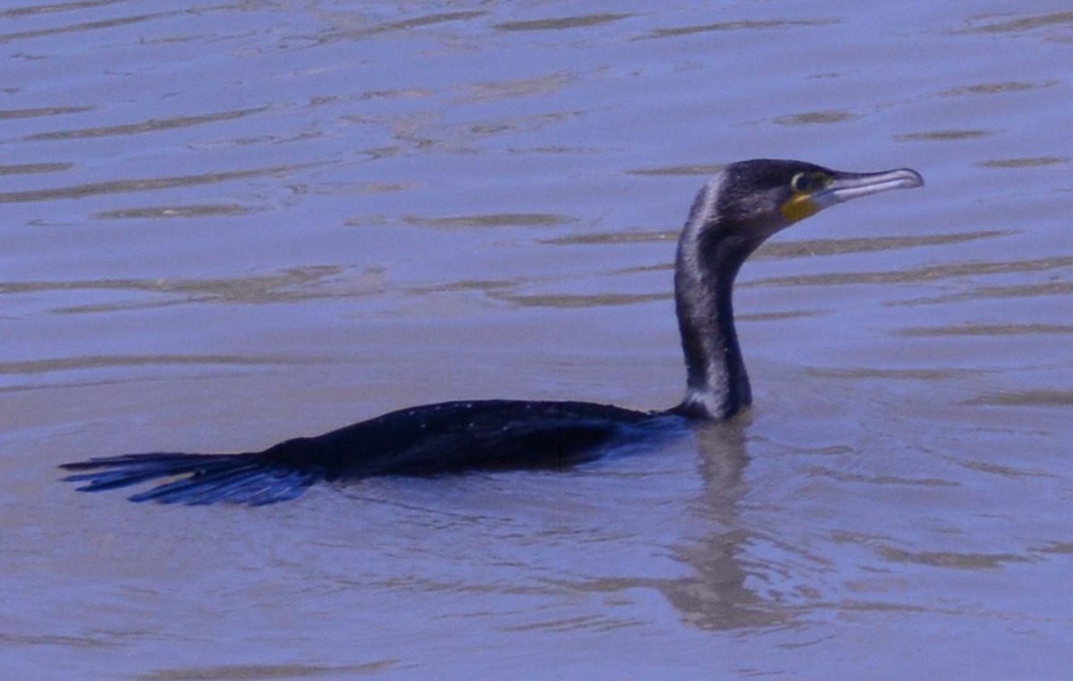 Great Cormorant