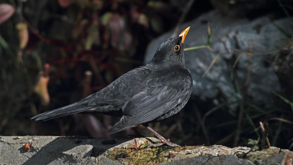 Common Blackbird