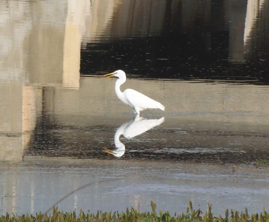Great Egret