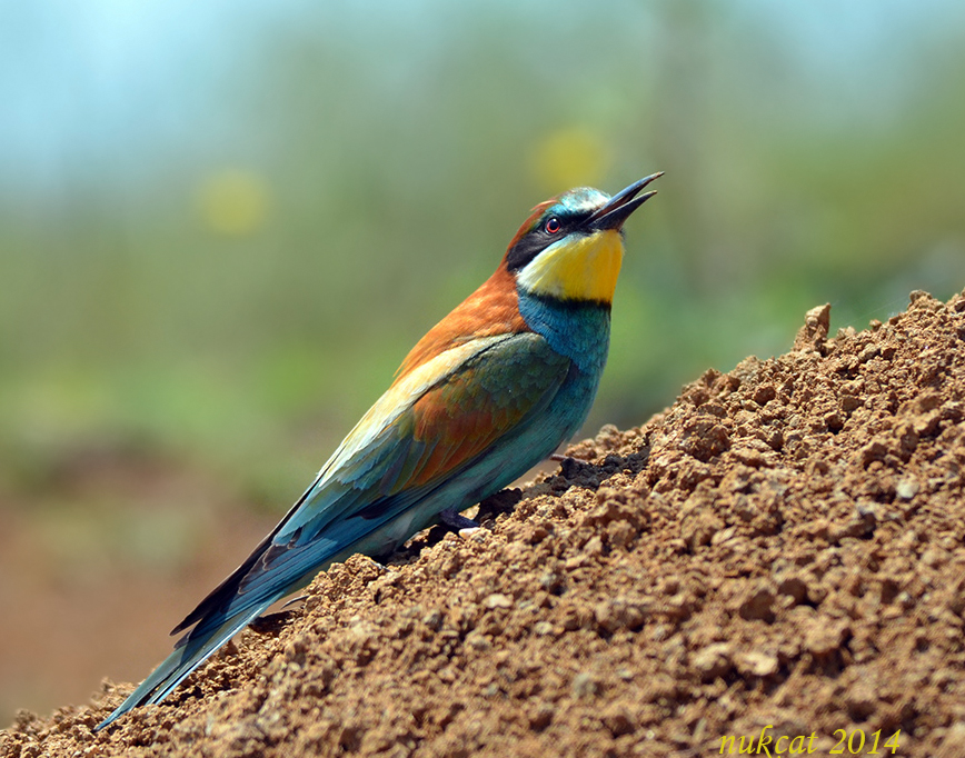 European Bee-eater