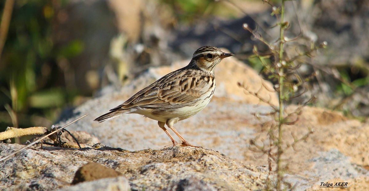 Woodlark