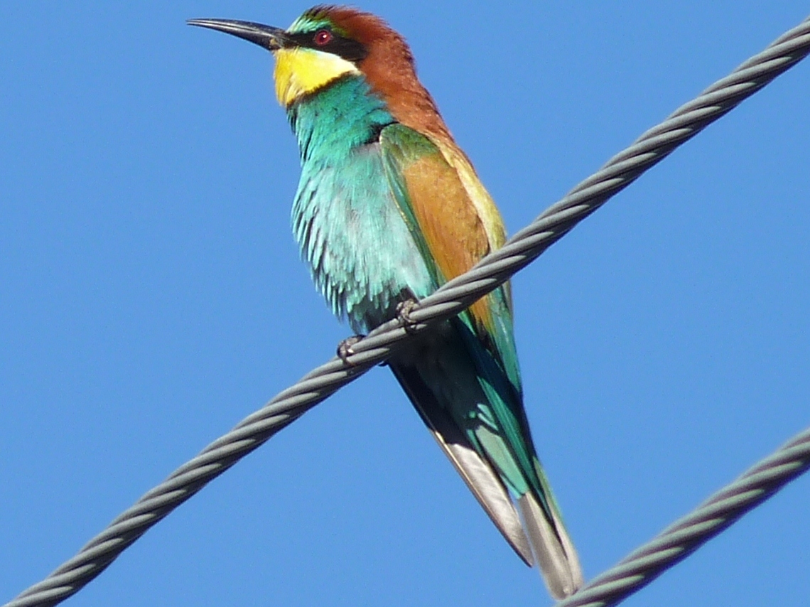 European Bee-eater