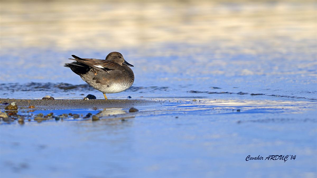 Gadwall