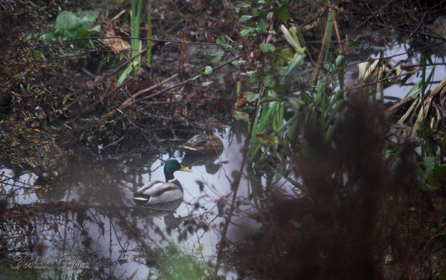 Mallard