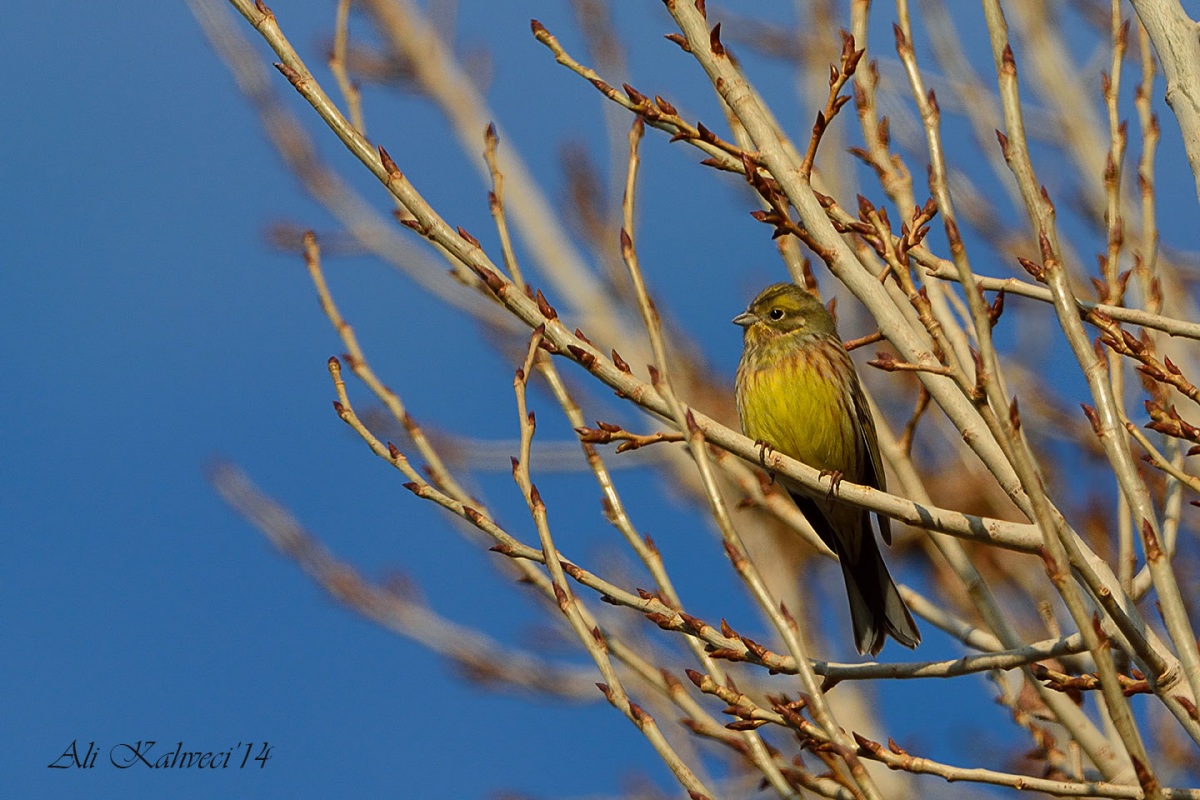 Yellowhammer