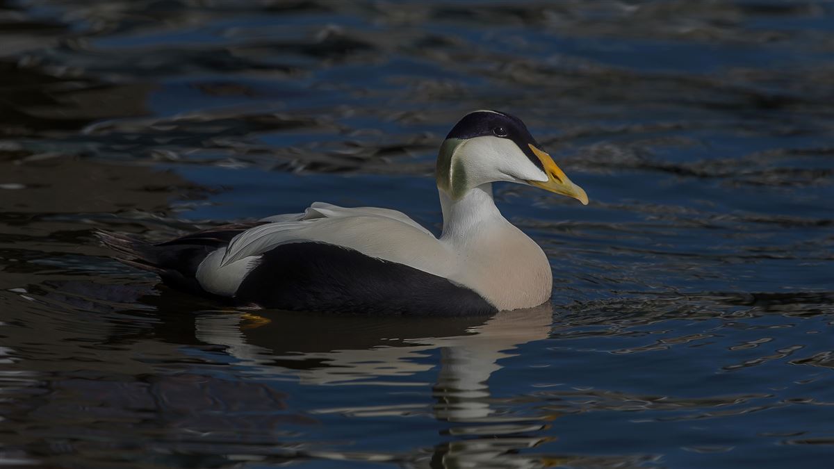 Common Eider
