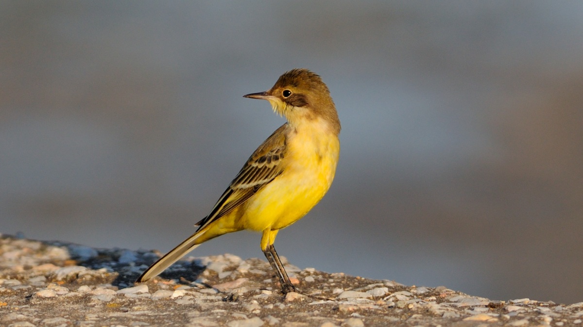 Western Yellow Wagtail
