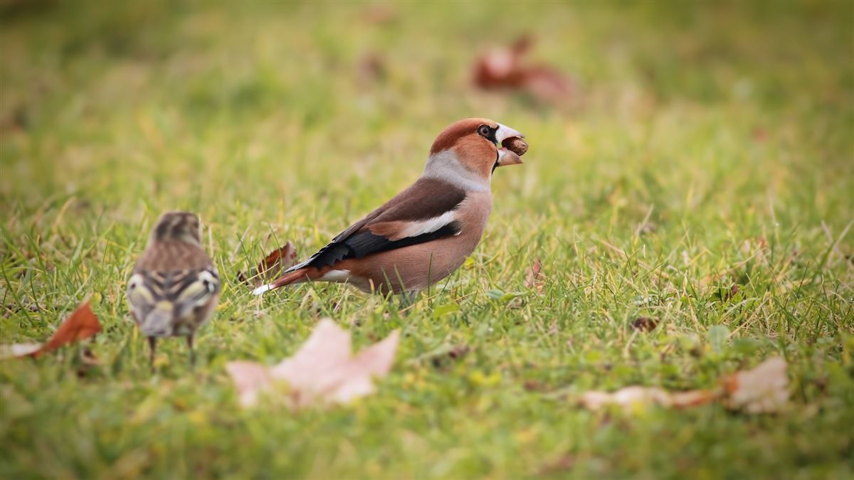 Hawfinch