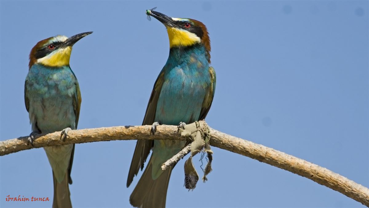 European Bee-eater