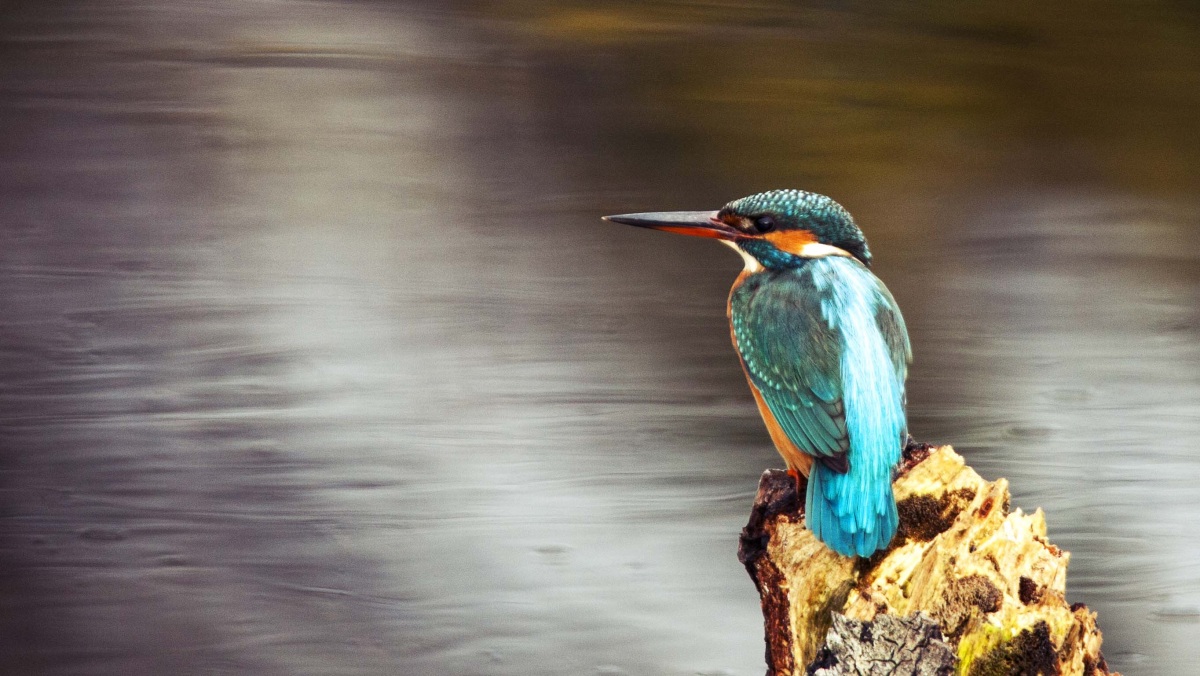 Common Kingfisher