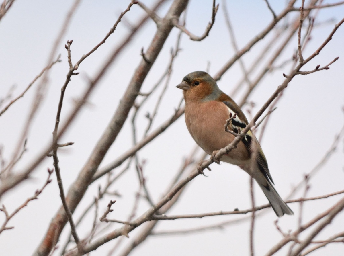Common Chaffinch