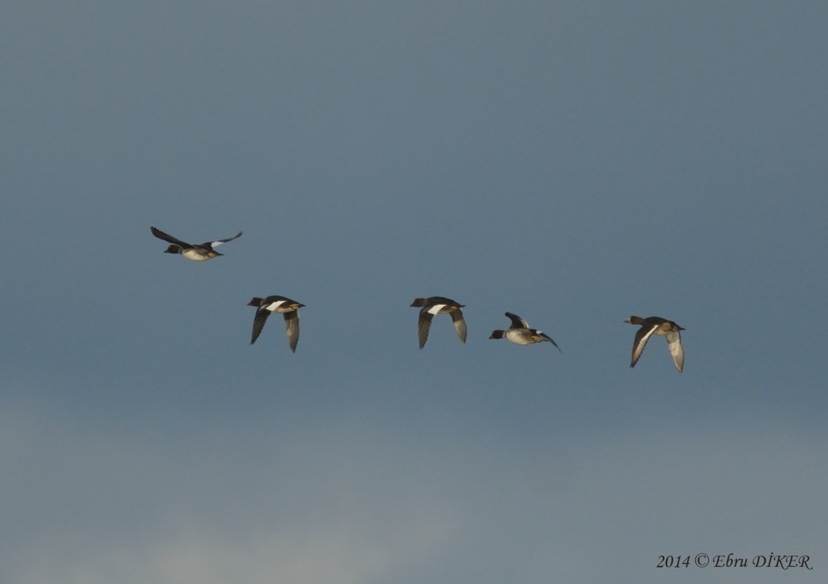 Common Goldeneye