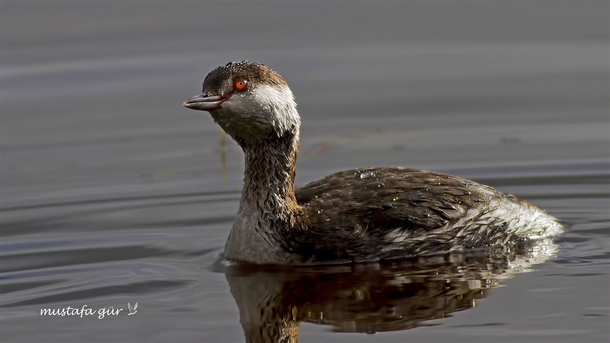 Horned Grebe