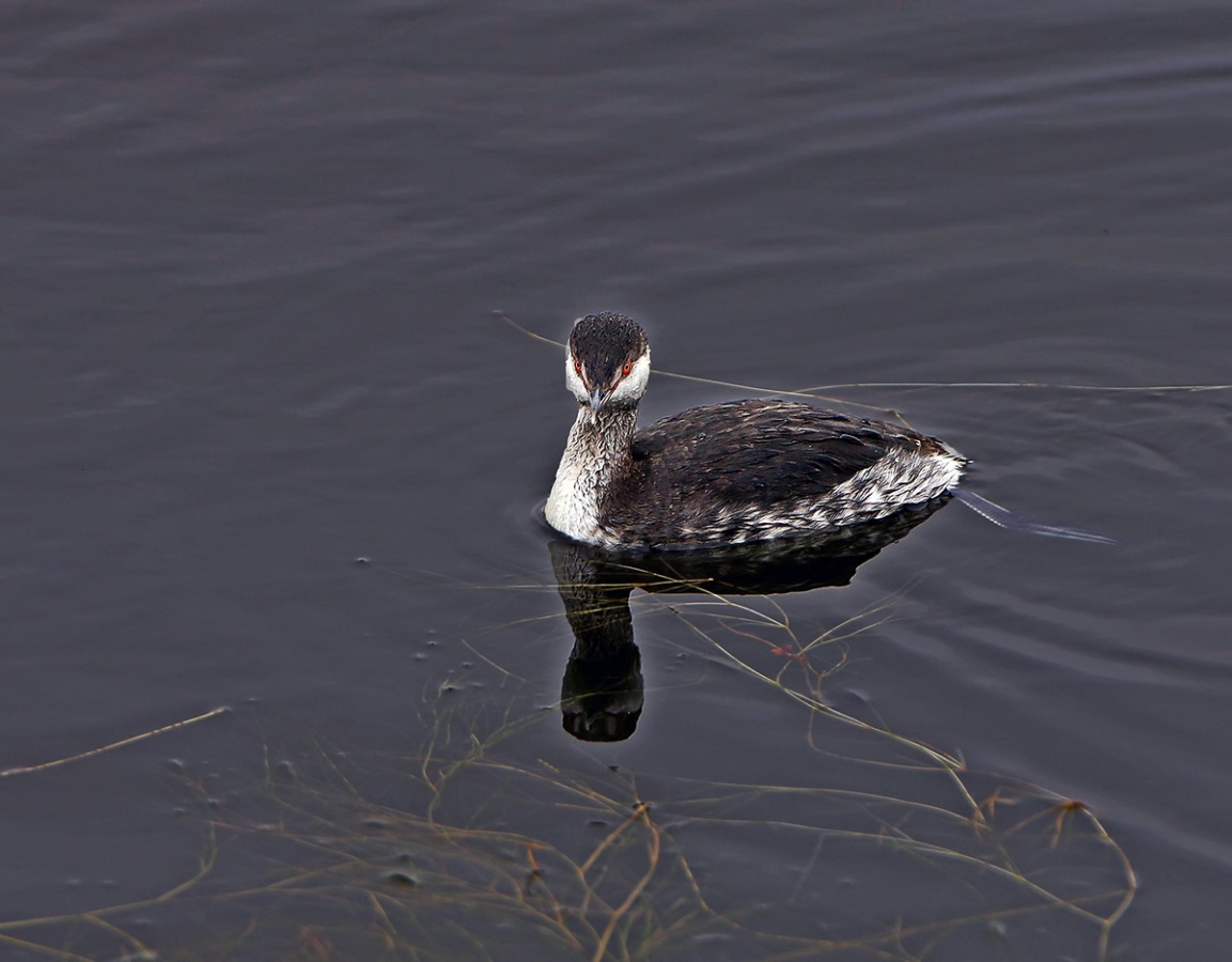 Horned Grebe