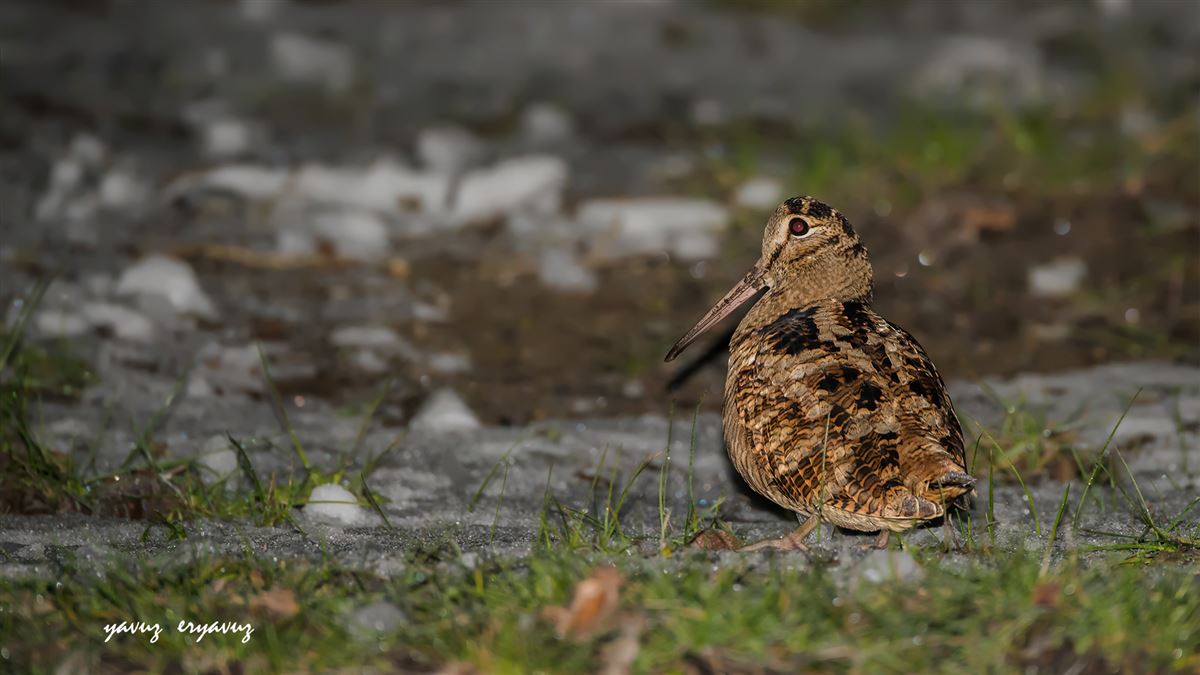 Eurasian Woodcock