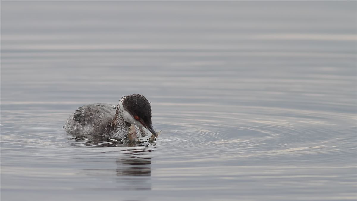 Horned Grebe