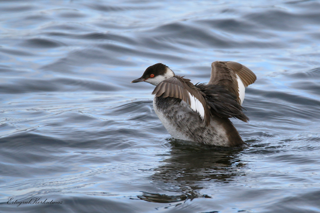 Horned Grebe