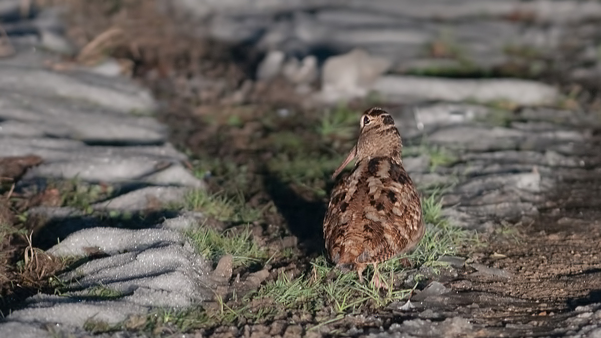 Eurasian Woodcock