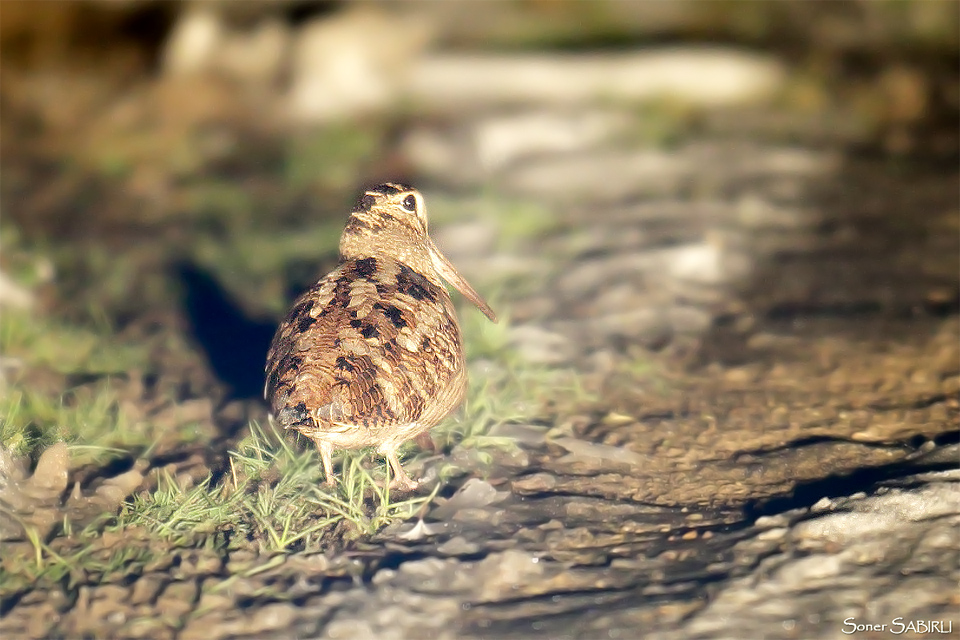 Eurasian Woodcock
