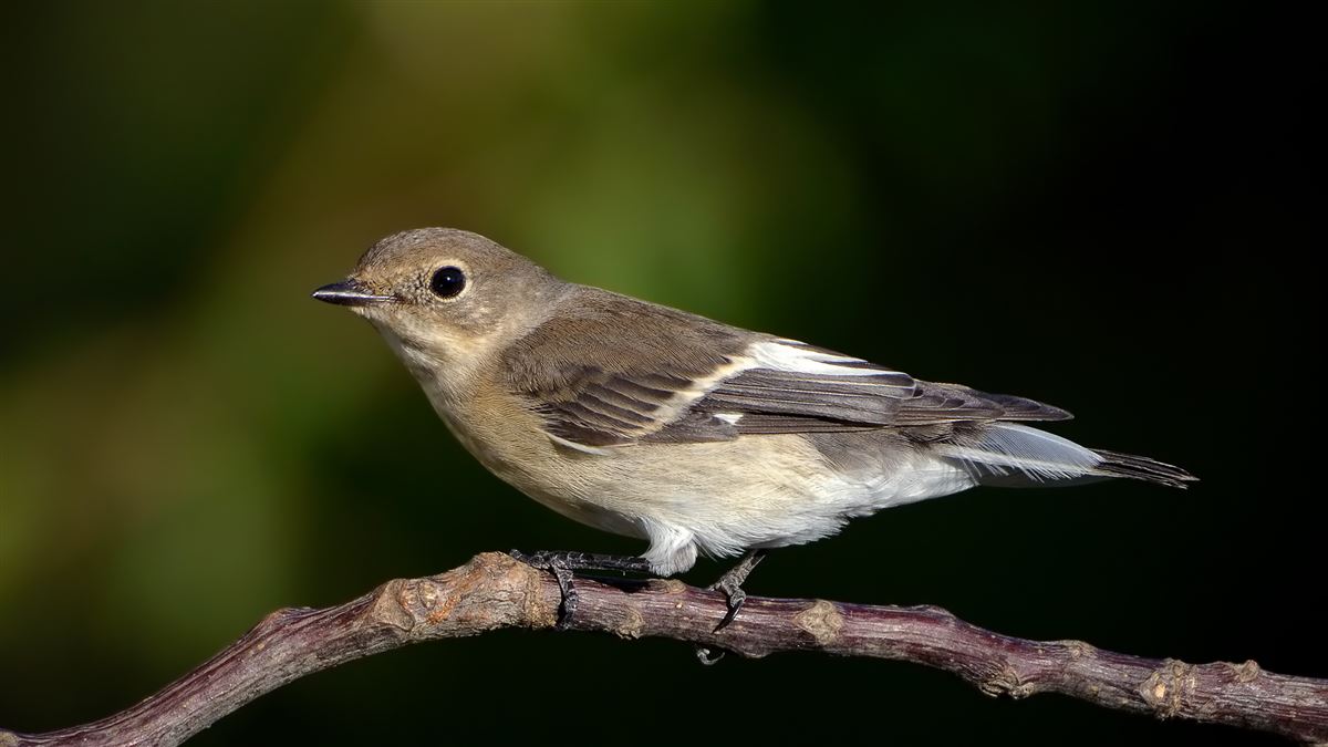 European Pied Flycatcher