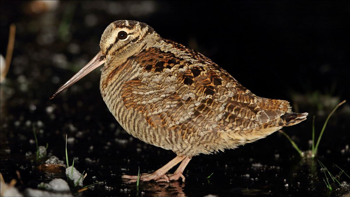 Eurasian Woodcock
