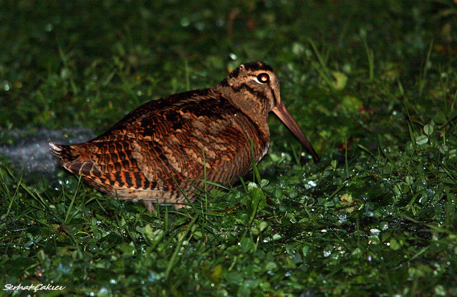 Eurasian Woodcock