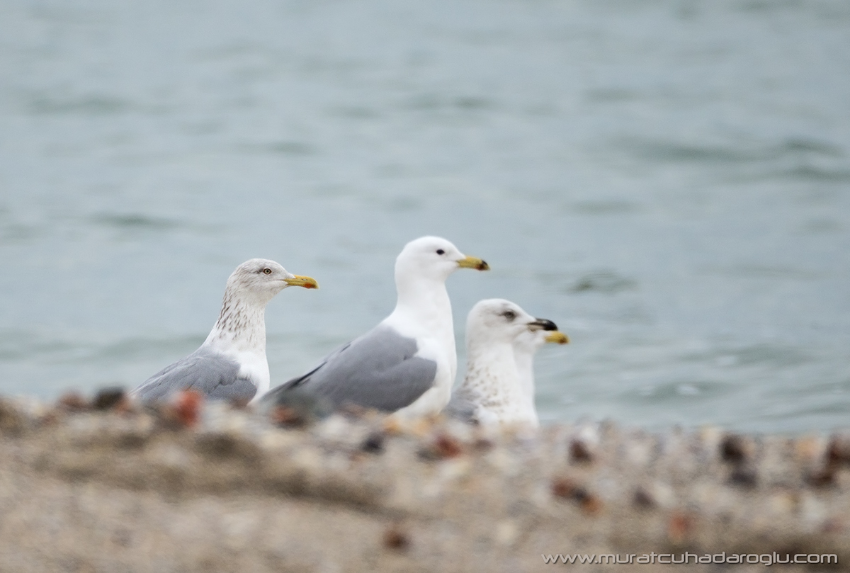 European Herring Gull