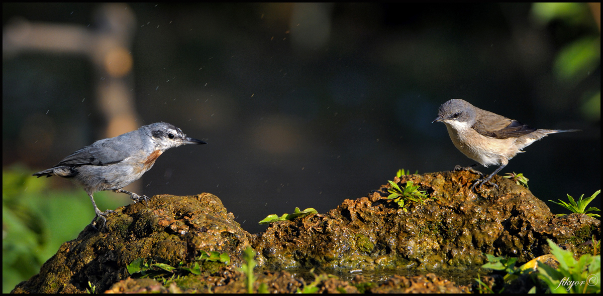 Krüper`s Nuthatch