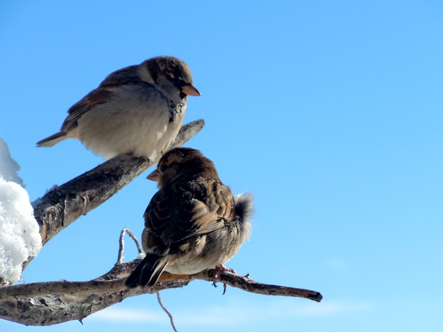House Sparrow