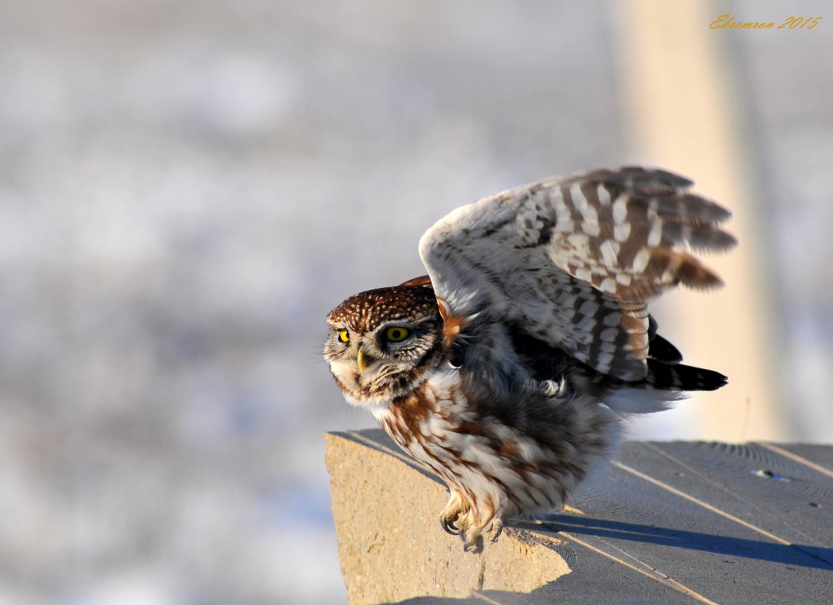Little Owl