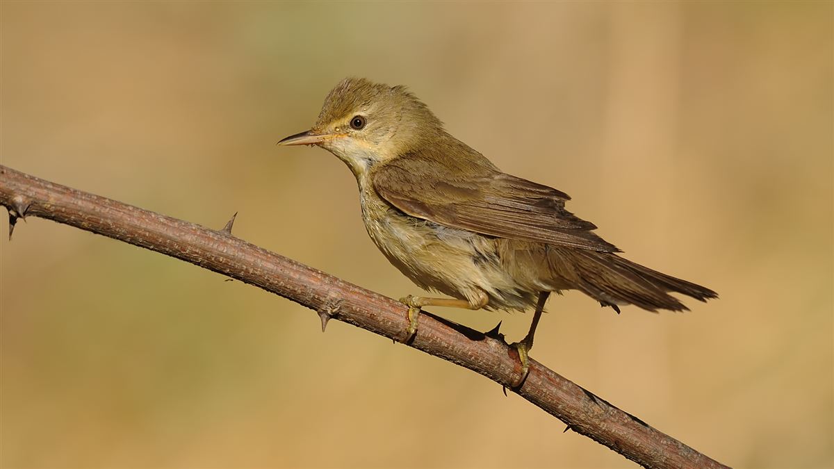 Marsh Warbler