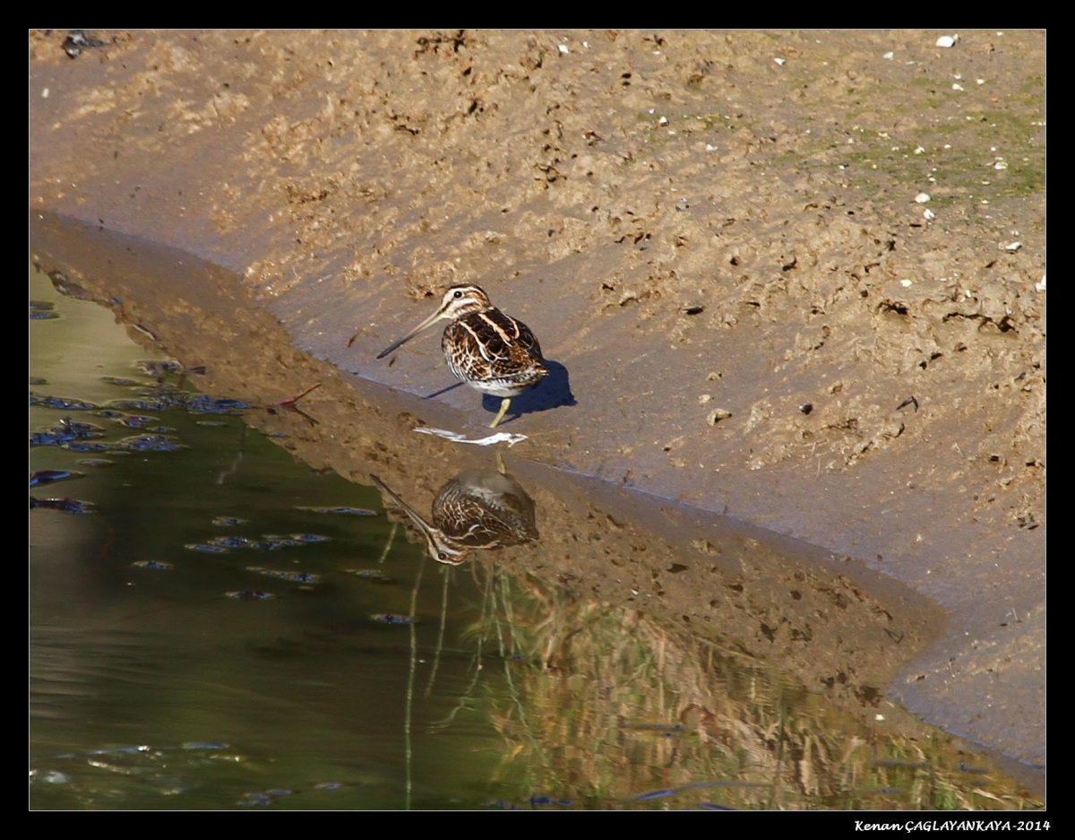 Common Snipe