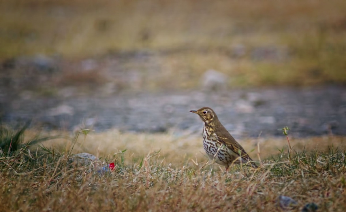Song Thrush
