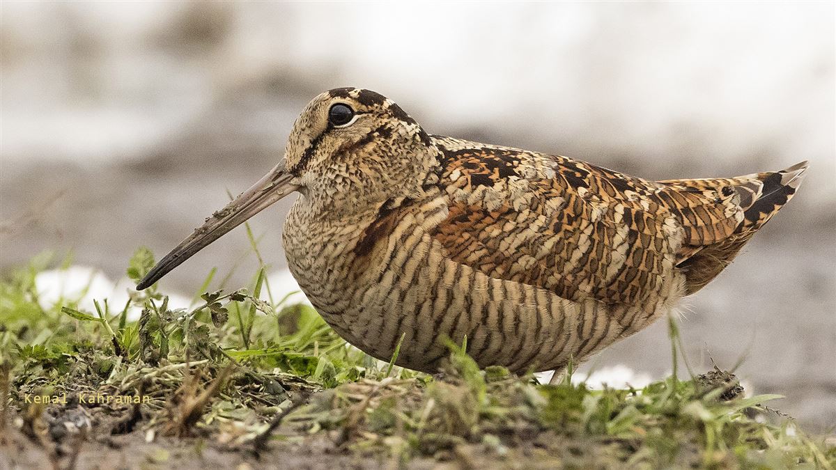 Eurasian Woodcock