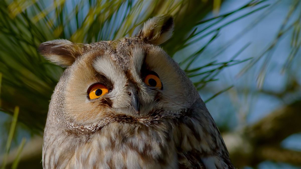 Long-eared Owl