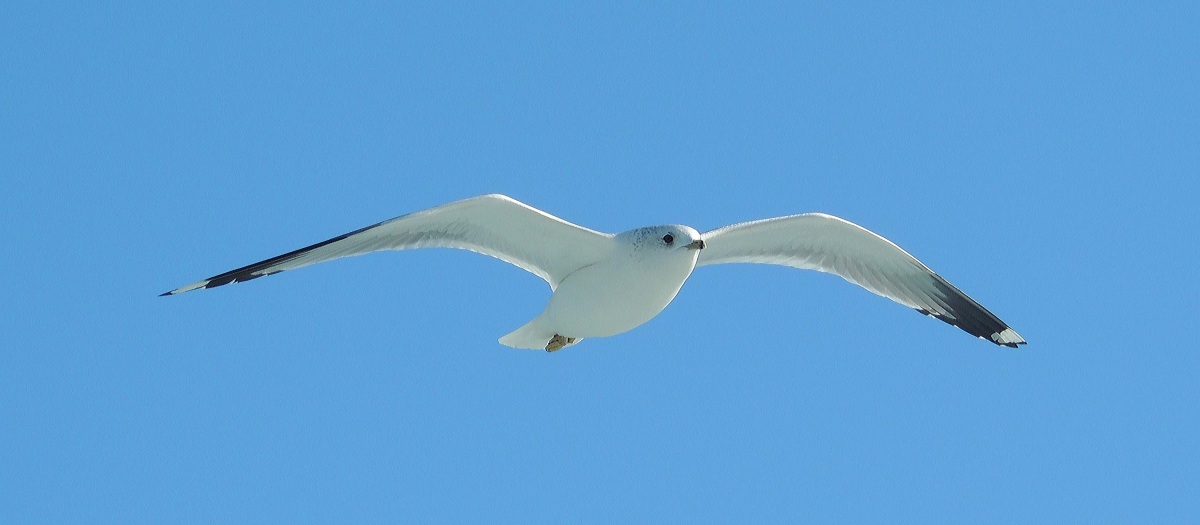 Common Gull