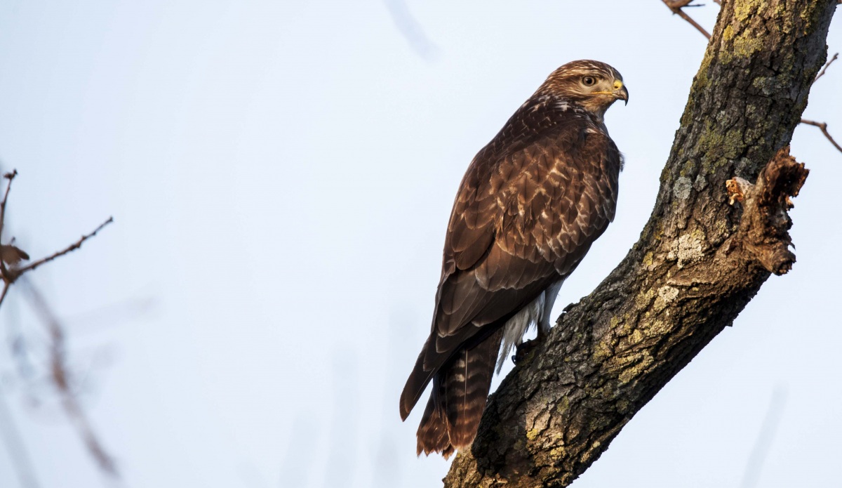 Common Buzzard