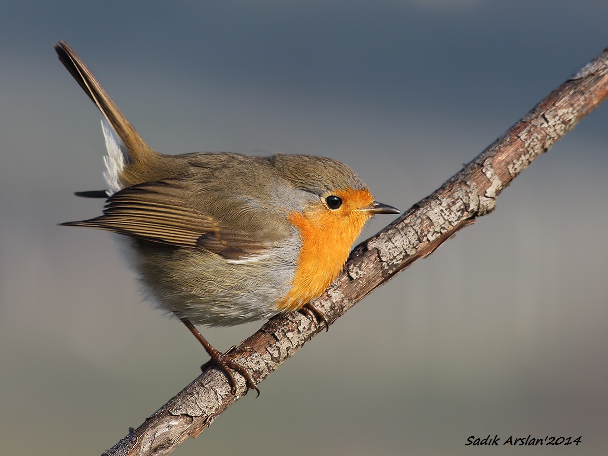 European Robin