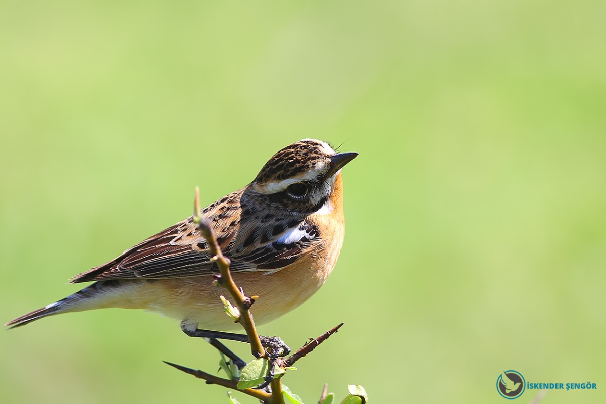 Whinchat