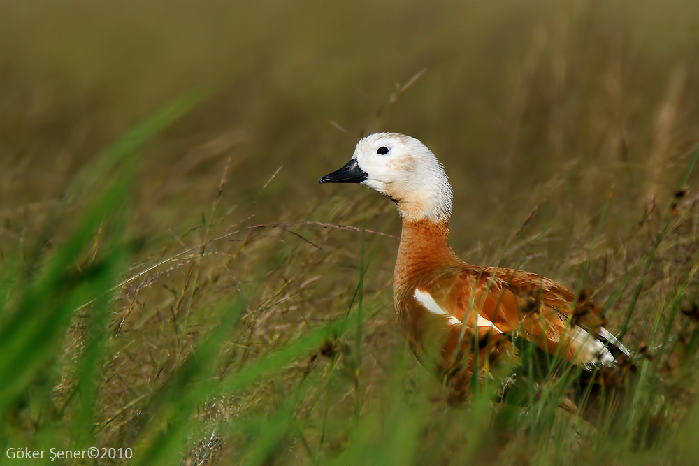 Ruddy Shelduck