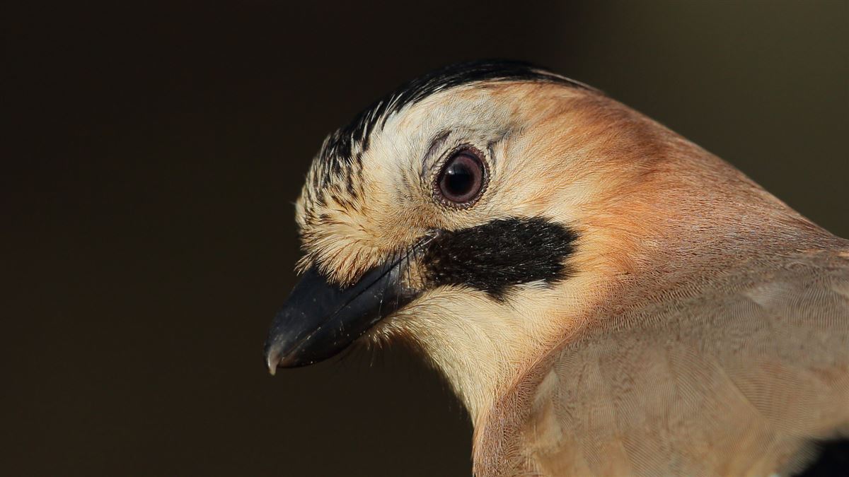 Eurasian Jay