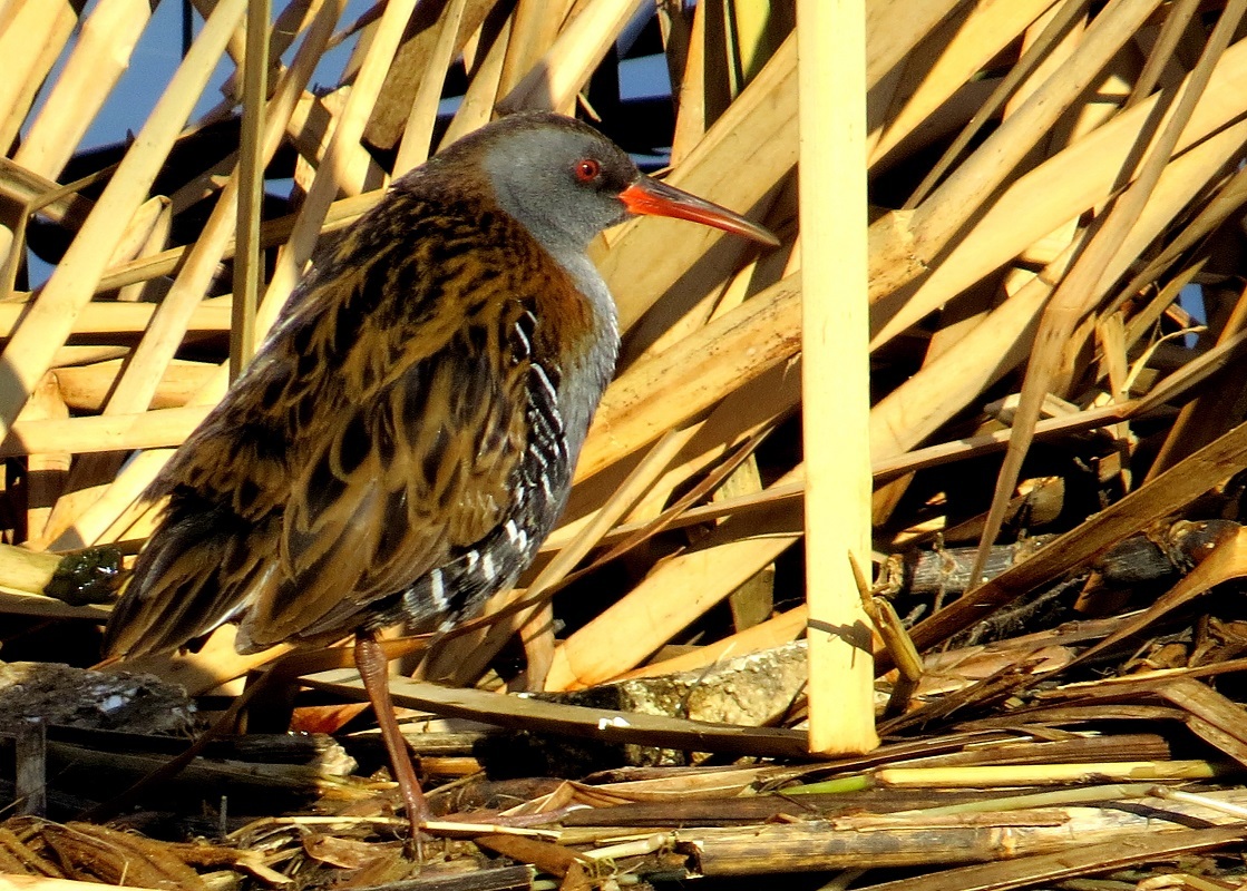 Water Rail